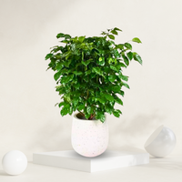 "China Doll plant in a grow pot, perfect for enhancing indoor spaces with its lush foliage."