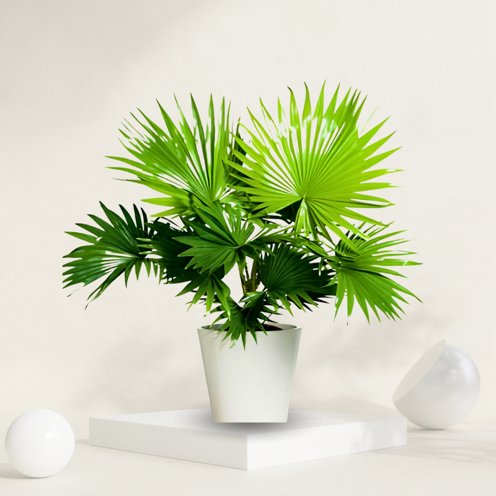 China Palm ( Chinese Fan Palm )