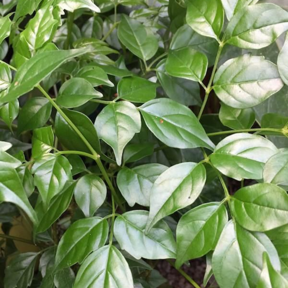 "Close-up of China Doll leaves, showcasing their glossy green texture and elegant form."