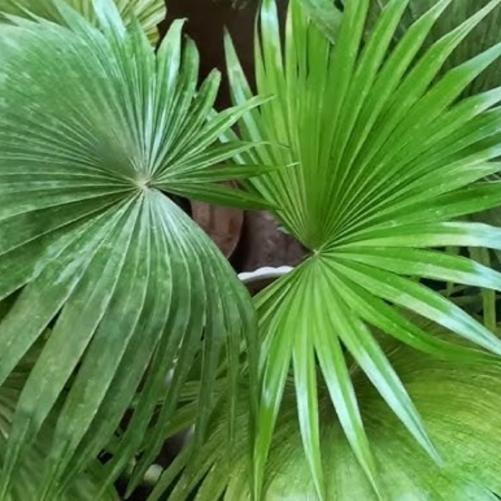 China Palm ( Chinese Fan Palm )