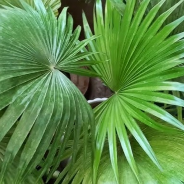 China Palm ( Chinese Fan Palm )