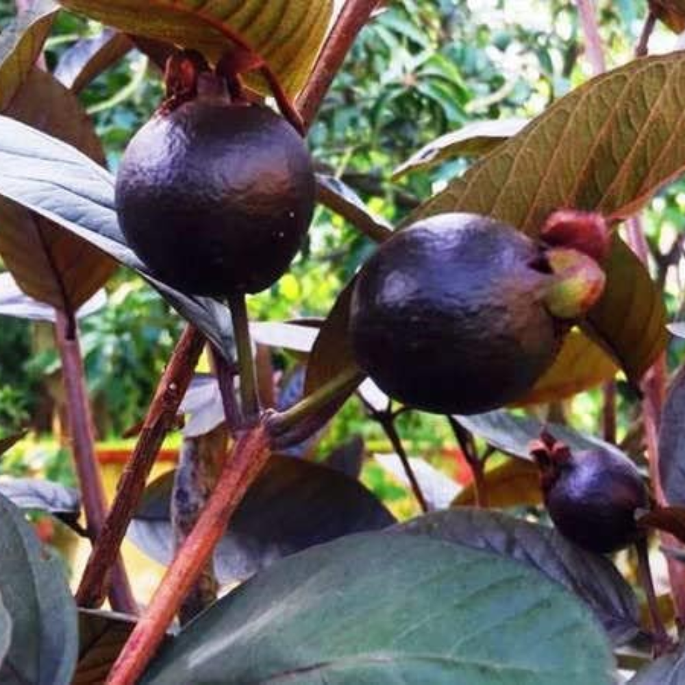 "Close-up of Chinese Guava (black guava), featuring its dark skin and juicy, sweet flesh."