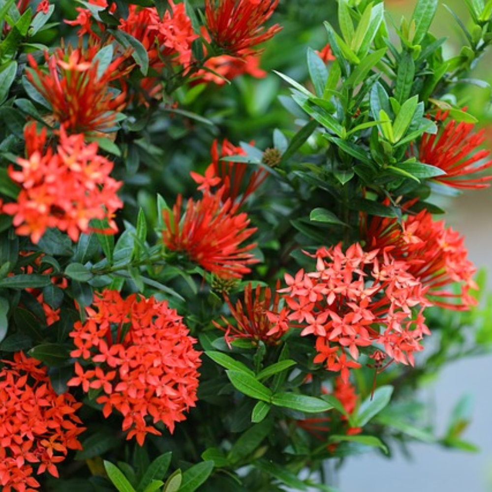 Chinese Ixora