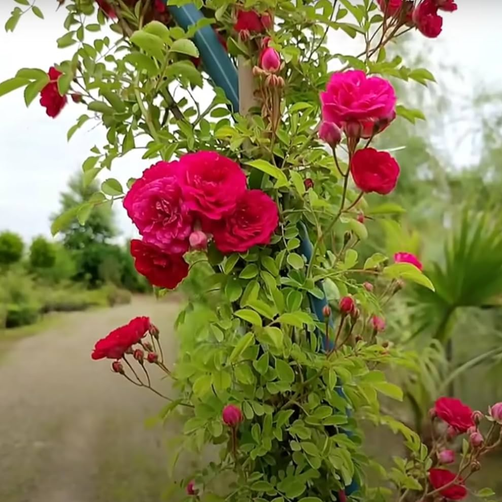 Climbing Rose