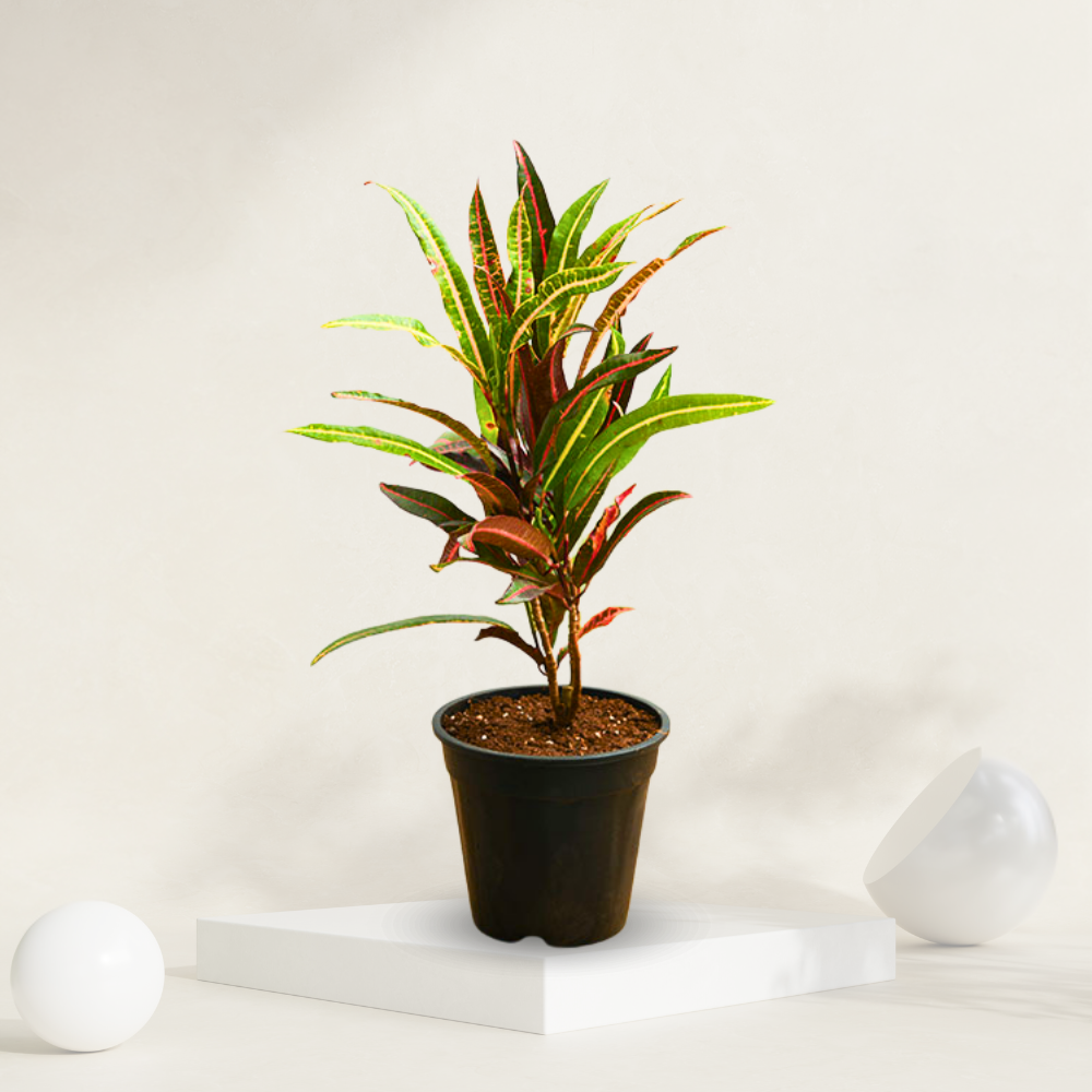  "Croton Captain Kid plant in a grow pot, known for its bright and colorful foliage."