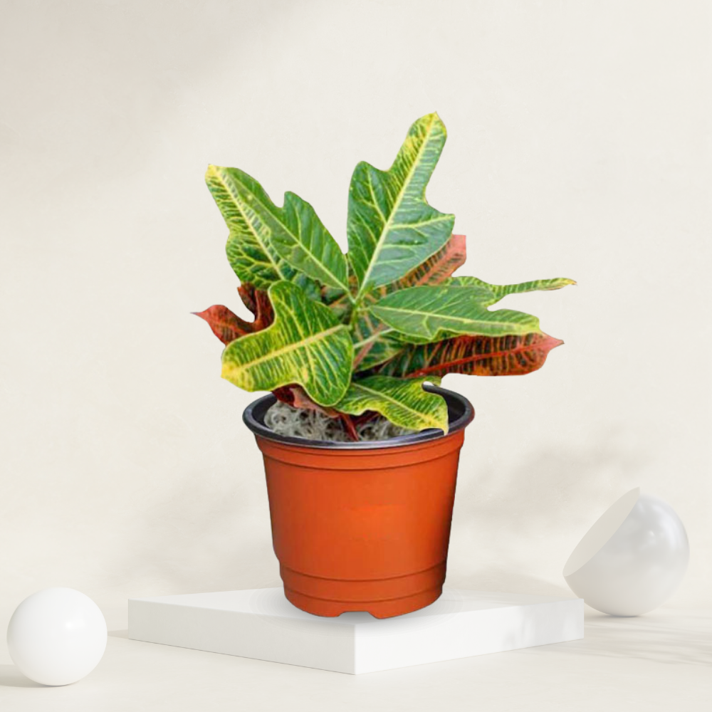 "Croton Duck Foot in a grow pot, ideal for adding an exotic touch to indoor decor."