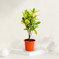  "Croton Gold Dust with small leaves in a grow pot, ideal for adding color to indoor spaces."