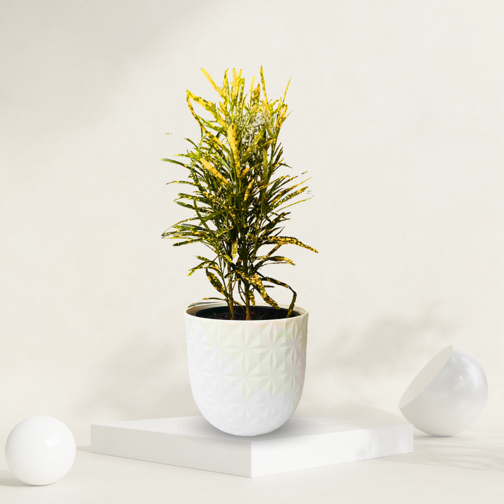 "Croton Gold Dust with thin leaves in a grow pot, perfect for enhancing indoor decor."