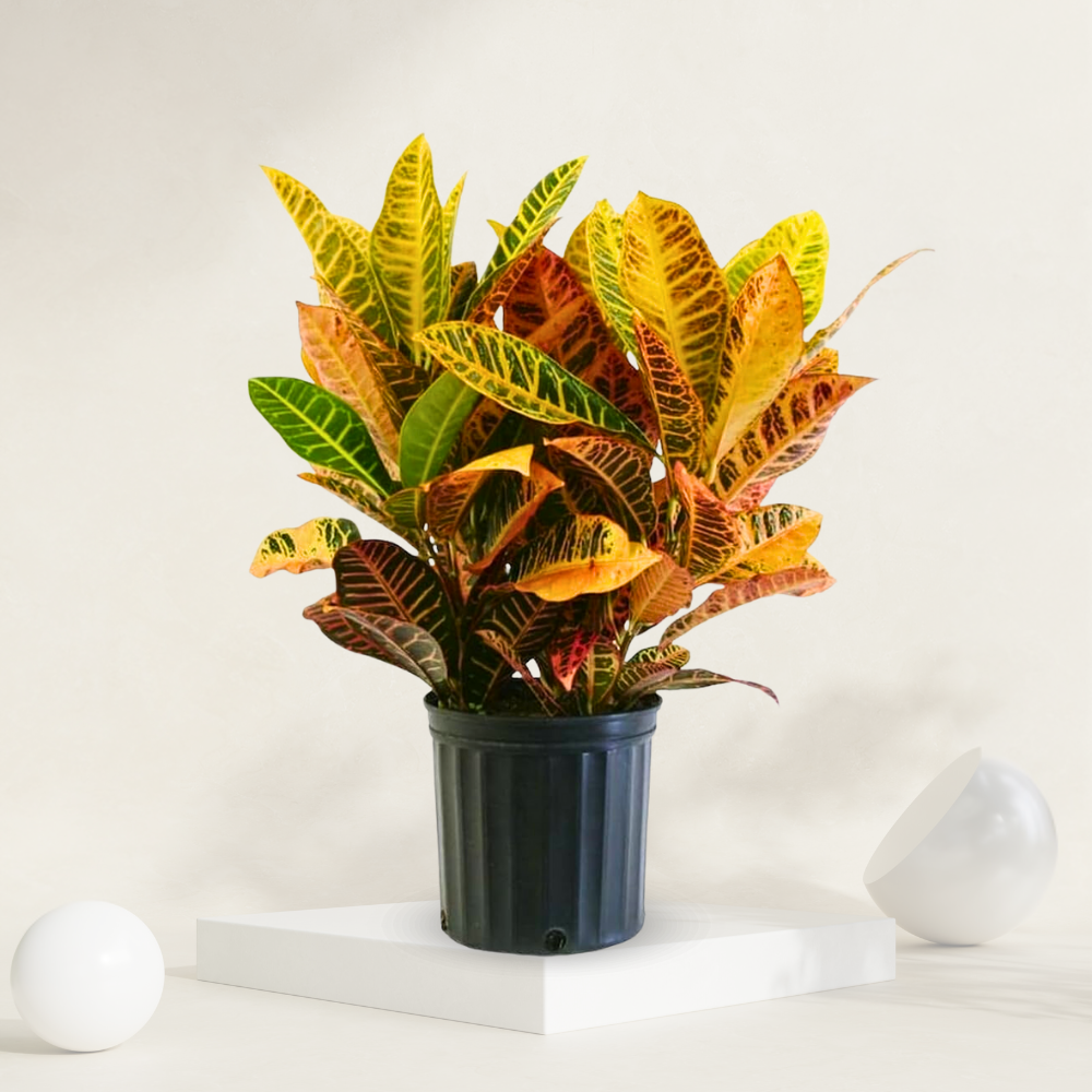 "Croton Petra plant in a grow pot, known for its vibrant and colorful foliage."