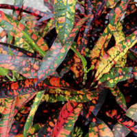 "Close-up of Croton Captain Kid leaves, featuring a mix of vibrant green and yellow colors."