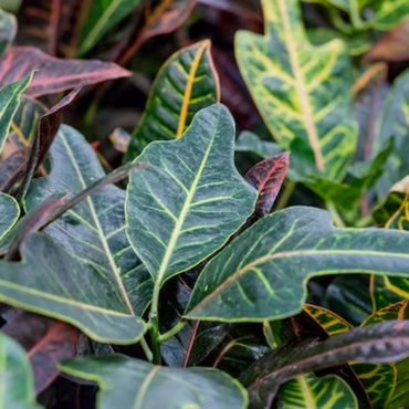 "Close-up of Croton Duck Foot leaves, showcasing their unique shapes and vibrant hues."