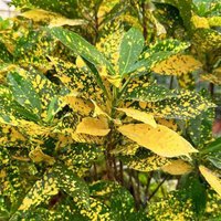 "Close-up of Croton Gold Dust leaves, featuring vibrant colors and intricate patterns."