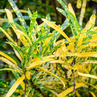 "Close-up of thin Croton Gold Dust leaves, showcasing their vivid colors and striking patterns."