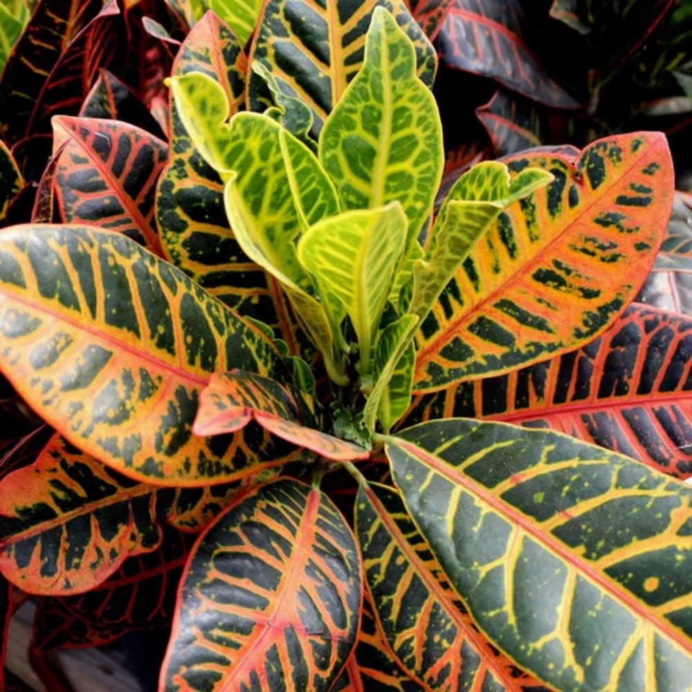 "Close-up of Croton Petra leaves, showcasing their unique patterns and rich colors."