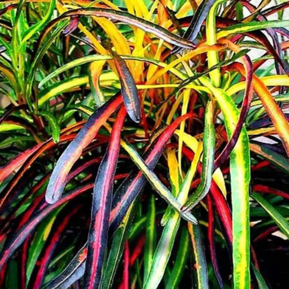 "Close-up of Croton Zanzibar leaves, displaying rich colors and exotic patterns."