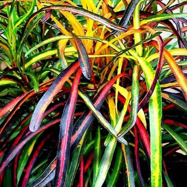 "Close-up of Croton Zanzibar leaves, displaying rich colors and exotic patterns."