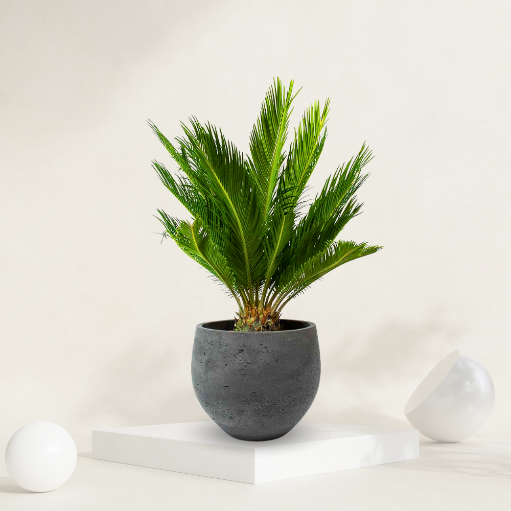 Cycas Palm ( Sago Palm )