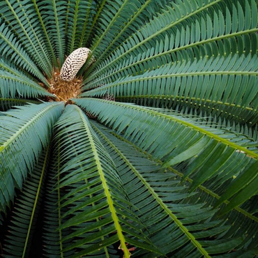 Cycas Palm ( Sago Palm )