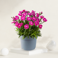 Dianthus Plant ( Carnations )