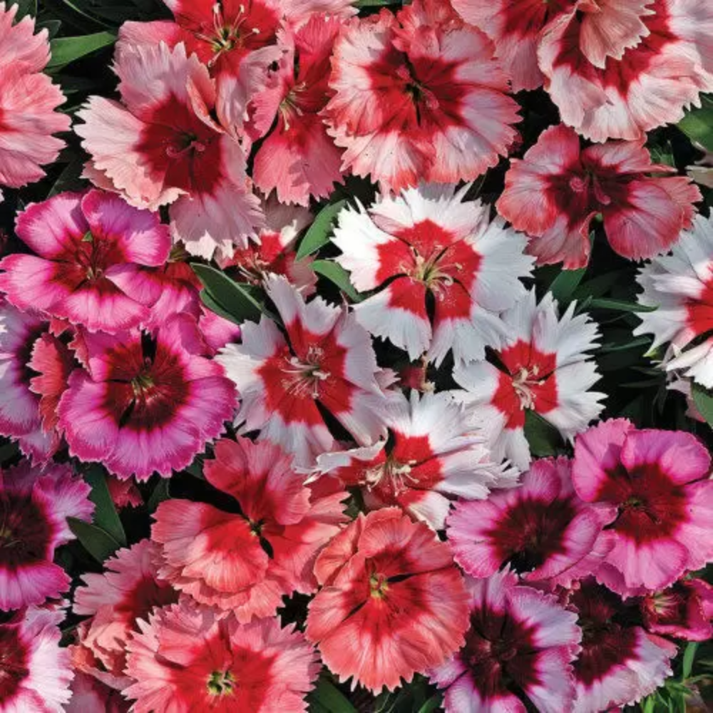 Dianthus Plant ( Carnations )