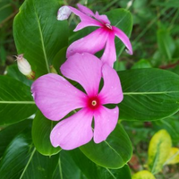 Sadabahar ( Periwinkle ) Desi