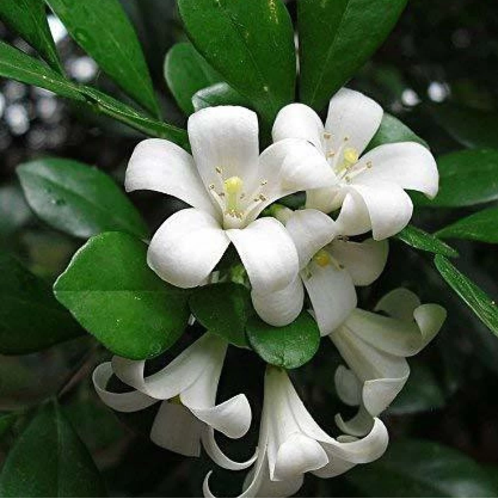 Desi Manokamini ( Orange Jasmine )