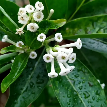 Din Ka Raja ( Day Blooming Jasmine )