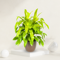 Dracaena Lemon Light Dragon Tree