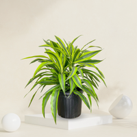 Dracaena Lemon Lime