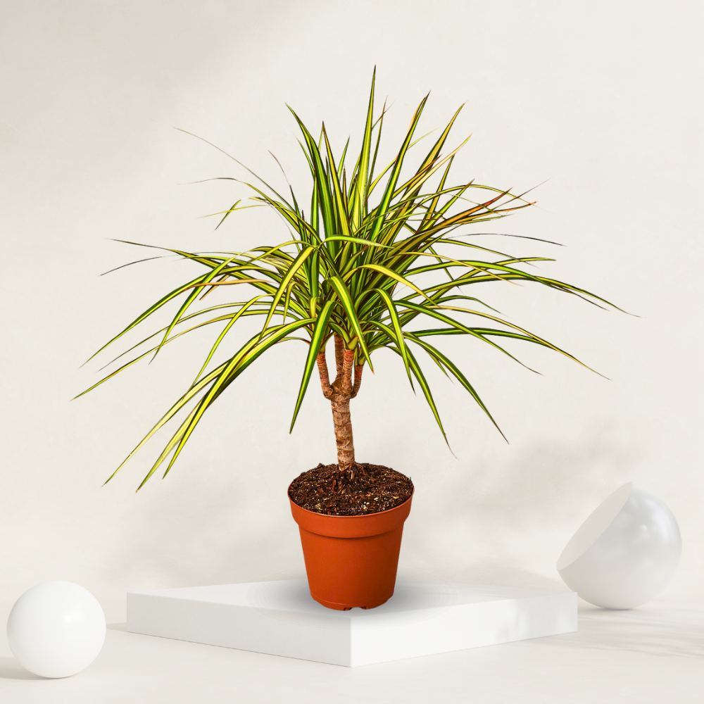 Dracaena Marginata ( Dragon Tree )