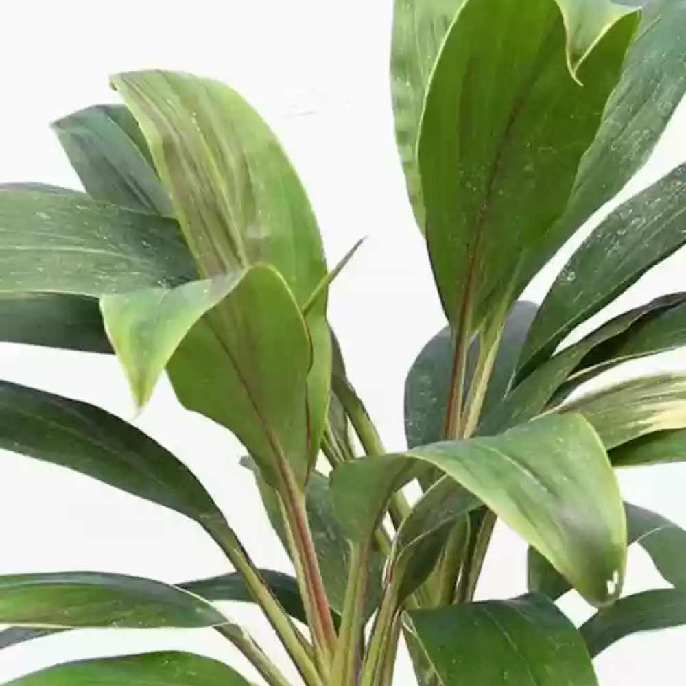 Dracaena Mahatma Variegated