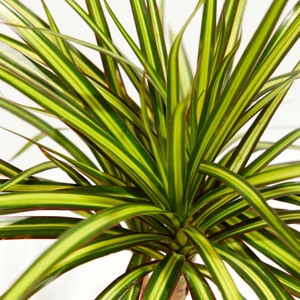 Dracaena Marginata ( Dragon Tree )