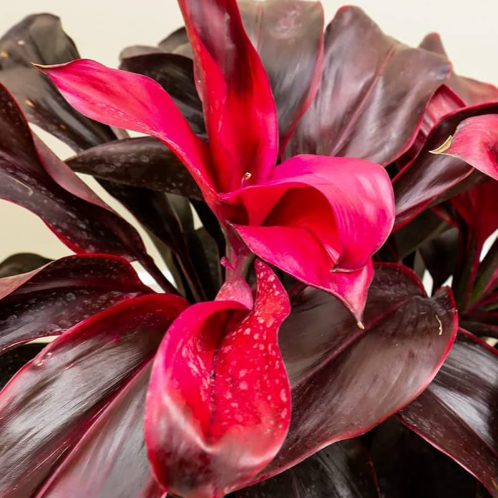 Dracaena Mysore Ruby