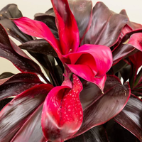 Dracaena Mysore Ruby