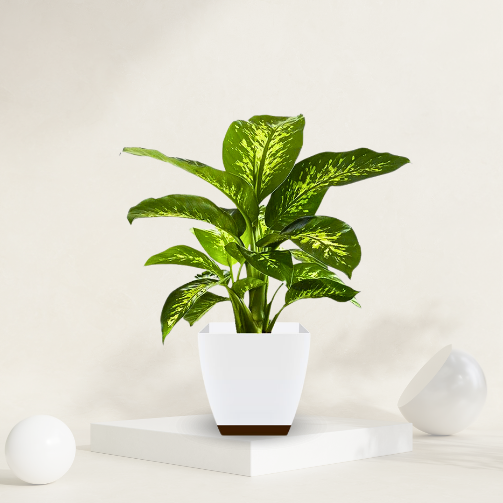 Dumbcane -  Dieffenbachia