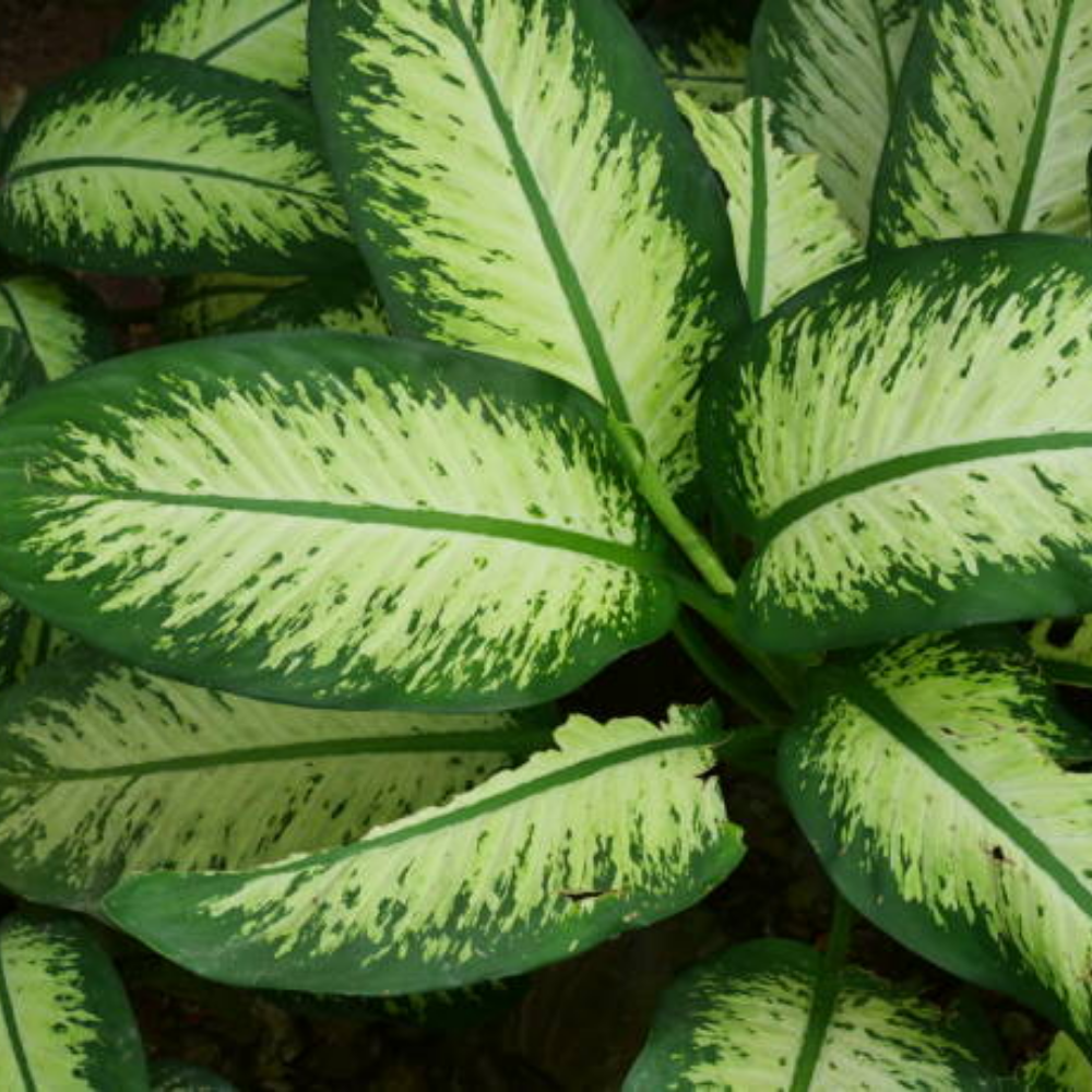 Dumbcane -  Dieffenbachia