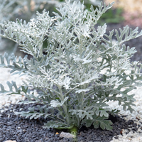 Dusty Miller ( Silver Leaf Plant )