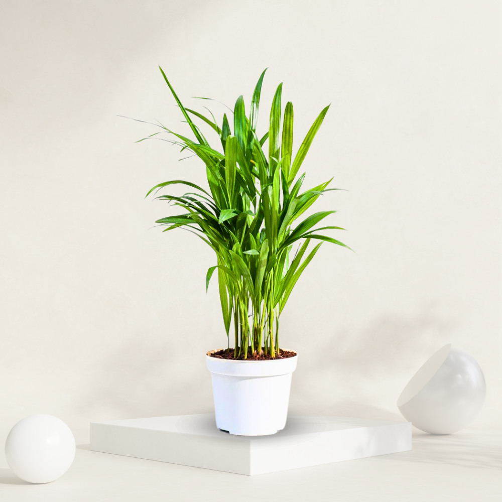 "Dwarf Areca palm in a small grow pot, ideal for compact indoor spaces and easy care."