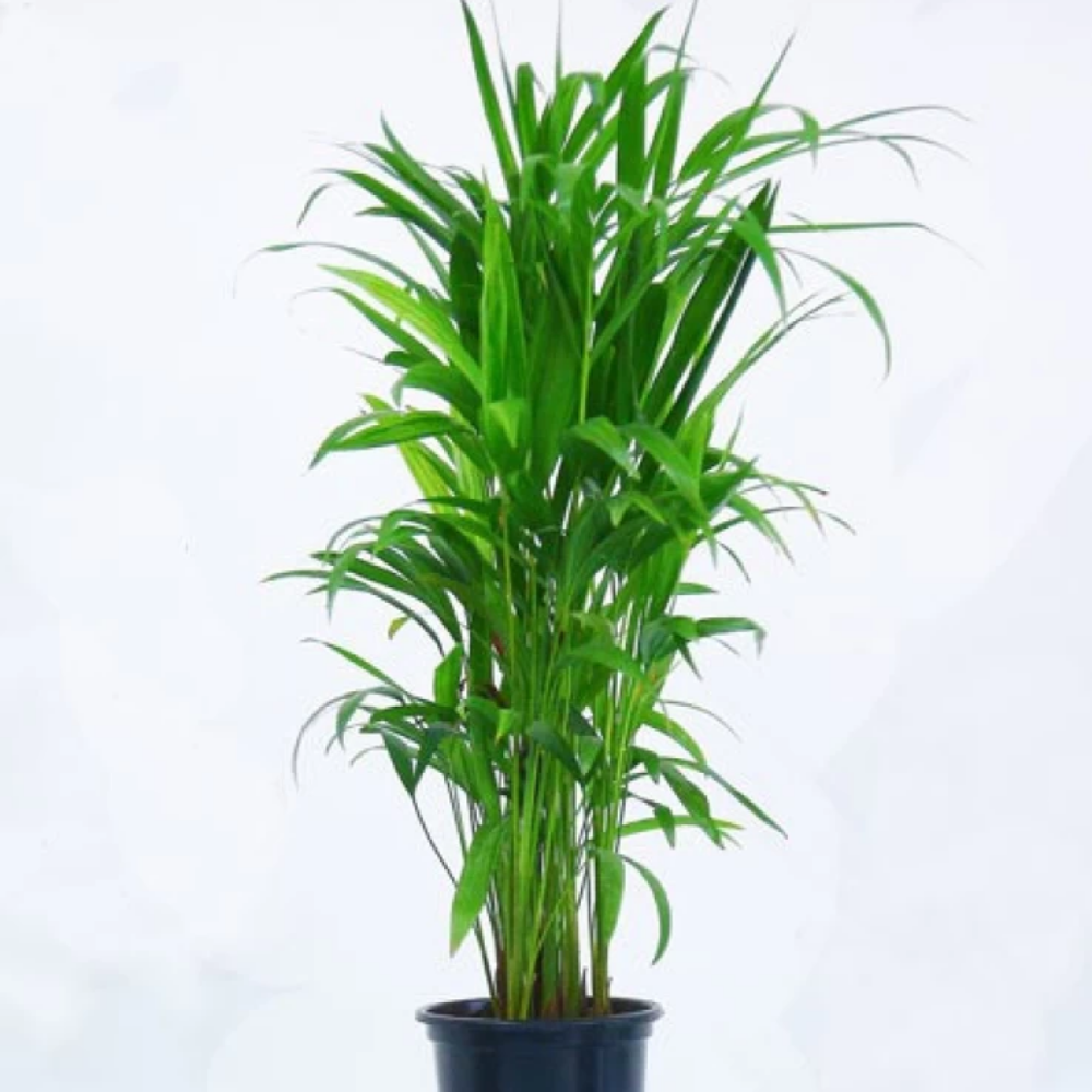  "Close-up of dwarf Areca palm leaves, showcasing their vibrant green hues."