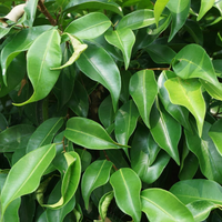 Ficus Benjamin ( Weeping Fig )