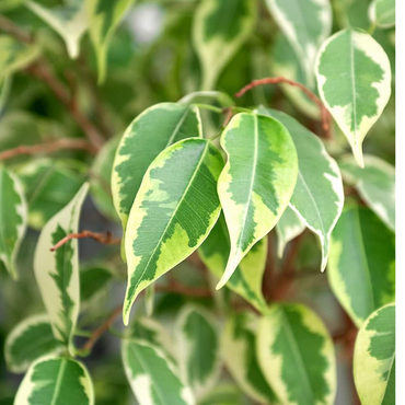 Variegated Ficus Benjamin ( Variegated Weeping Fig )