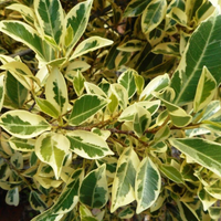 Ficus Starlight ( Variegated Ficus Benjamin )