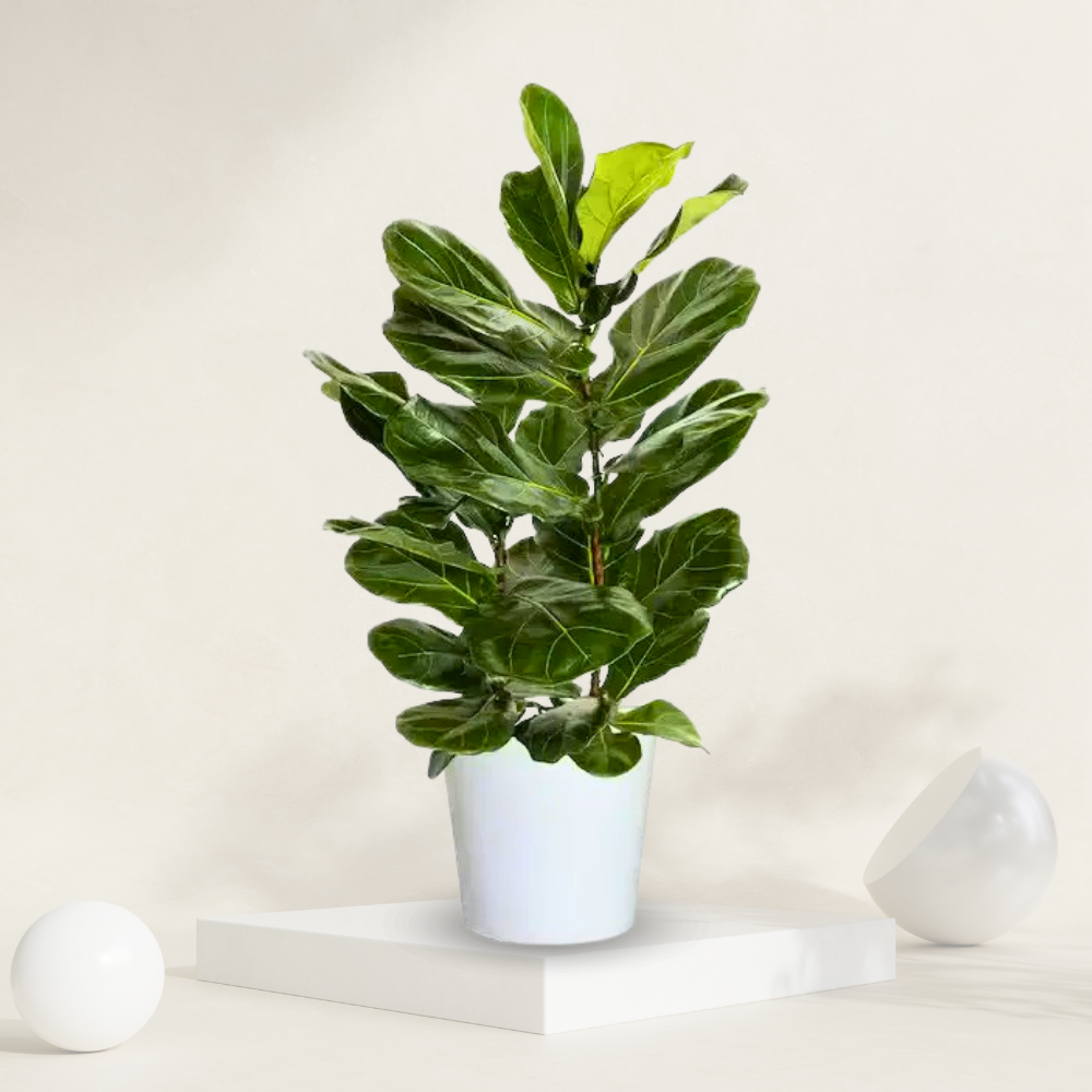 "Fiddle leaf fig plant in a grow pot, ideal for adding a touch of elegance to indoor spaces."