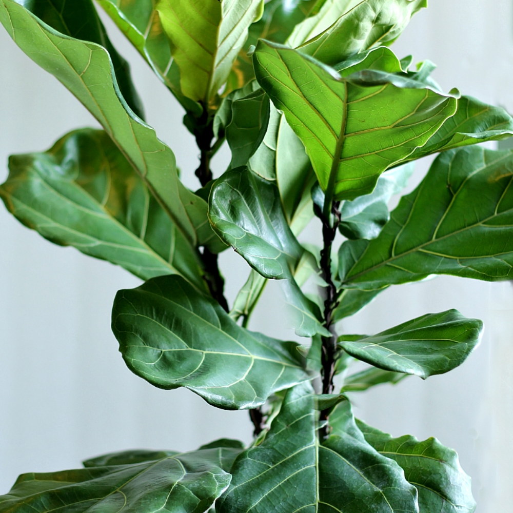 "Close-up of fiddle leaf fig leaves, known for their large size and dramatic presence."