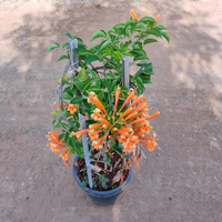 Flame Vine ( Orange Trumpet Vine )