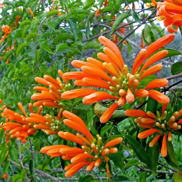 Flame Vine ( Orange Trumpet Vine )