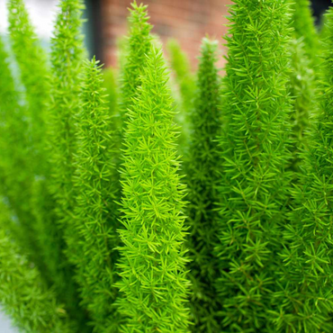 Foxtail Ferns ( Myers Fern )