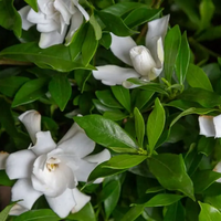 Gardenia ( Gandhraj )