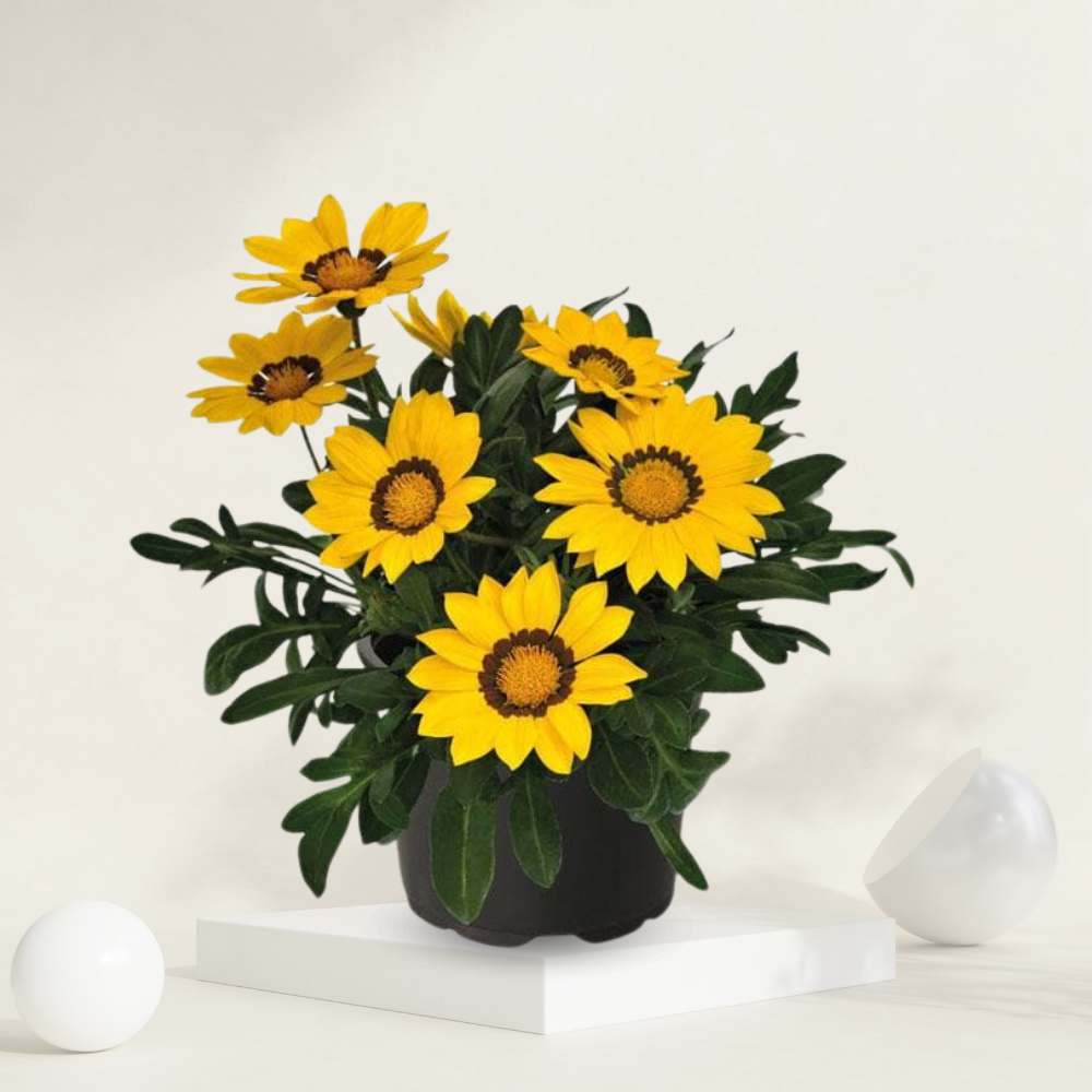 "Gazania plant with striking, daisy-like flowers, ideal for adding color to gardens and patios."