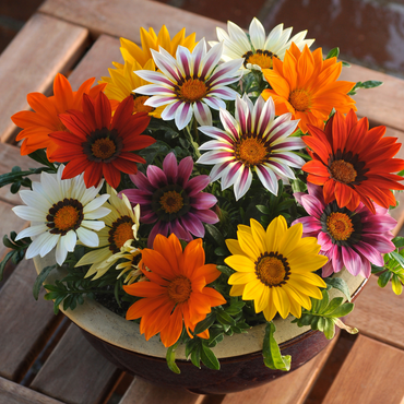 "Close-up of Gazania blooms, featuring bright yellow , orange ,white petals with a unique center."